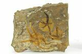 Detailed Ordovician Brittle Stars (Ophiura) - Morocco #350639-1